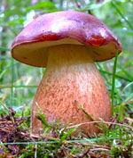 Рожденные 14, 16, 18 и 24 апреля - Польский или Панский гриб