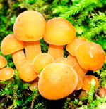Рожденные 9, 15, 17, 23 октября – гриб Опенок зимний