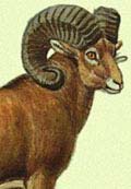 Зороастрийский гороскоп на 2017 год - Баран (1907, 1939, 1971, 2003, 2035)