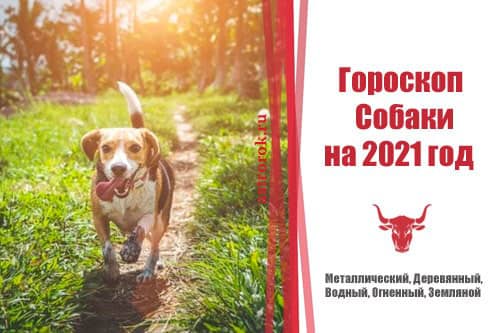 Восточный гороскоп Собаки на 2021 год для женщин и мужчин