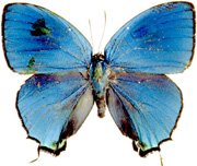 Телец Голубянка бабочка