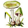 февраль грибы гороскоп