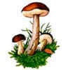 март грибы гороскоп