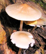 Рожденные 1, 5, 10, 19 и 28 ноября – гриб Мицена (шапочка фей)