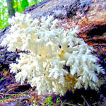 Рожденные 1, 5, 10, 28 декабря – гриб Ежовик коралловидный