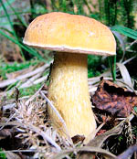 Рожденные 14, 16, 18, 24, 19 и 31 января - Желчный гриб 