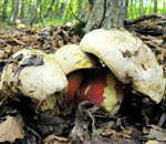 Рожденные 14, 16, 18, 24 октября - Сатанинский гриб