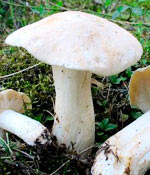Рожденные 2, 6, 11, 20, 29 и 30 мая - Майский гриб