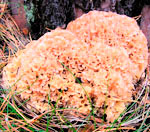 Рожденные 6 июля - гриб Спарассис курчавый (Грибная капуста)