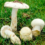 Рожденные 9, 15, 17, 23 декабря – гриб Поплавок Белый