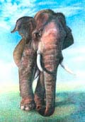 Гороскоп Зороастрийский - Слон (1924, 1956, 1988, 2020, 2052)