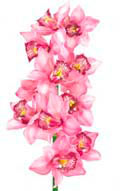 Цветочный гороскоп - Орхидея (3 ноября - 12 ноября)
