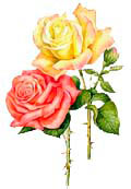Цветочный гороскоп - Роза (13 августа - 23 августа)