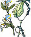 Славянский гороскоп растений - Пряные растения