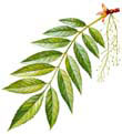 Славянский гороскоп растений - Ясень