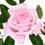 Цветочный гороскоп - Роза